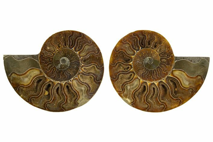 Cut & Polished, Crystal Filled Ammonite Fossil - Madagascar #308143